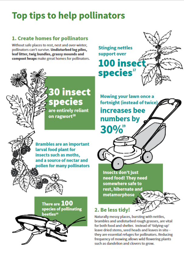 Top tips to help pollinators: 1. Create homes; 2, Be less tidy!
